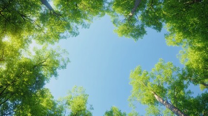 Green Canopy, Blue Sky