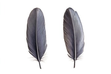 Deux plumes grises naturelles et élégantes

