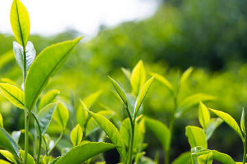 Fresh tea leaves at huge tea plantation, Munnar -India