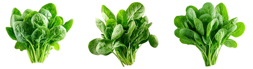 Fototapeta premium Set of Three bunches of fresh spinach isolate on transparent background, cutout, png