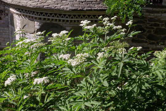 The medicinal herbs Dwarf elder (Sambucus ebulus) close-up