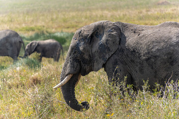 African Elephant with cubs at Serengeti National Park during daytime.
