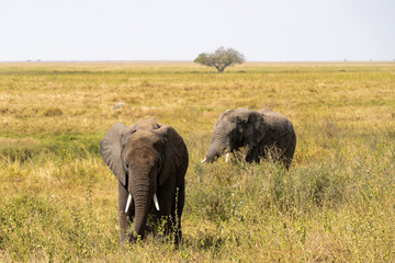 African Elephant cubs at Serengeti National Park during daytime.