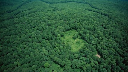 Aerial View of Lush Green Forest Canopy Showing Dense Woodland Landscape