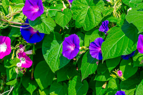 Purple or blue morning glory or ipomoea indica flowers with green leaves. Creating bright landscape.
