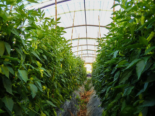 Chili pepper plantation with plastic film placed over the ground, yellow chilli pepper plant in a farmer's field, paprika, chili pepper in greenhouse or glasshouse, in Jijel Algeria, North Africa.