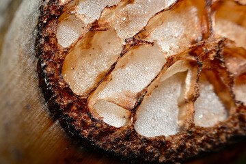 The intricate inner structure of a banana plant’s stem, revealing the fibrous layers that make up its core.
