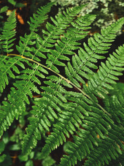 fern, greenery, plant background for design, dark shade, subdued light