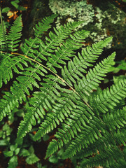 fern, greenery, plant background for design, dark shade, subdued light