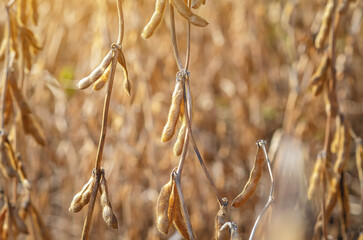Golden ripe brown soybeans in  plantation, closeup. Soybean field in golden glow. Macro photo, blur.