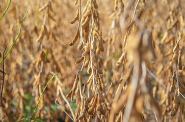 Golden ripe brown soybeans in  plantation, closeup. Soybean field in golden glow. Macro photo, blur.