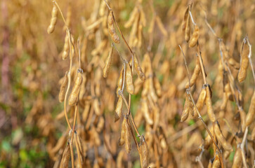 Ripe golden-yellow soybean pods. Blurred background, selective focus. The concept of good harvest.