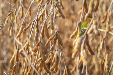 Ripe golden-yellow soybean pods. Blurred background, selective focus. The concept of good harvest.