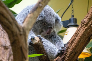 A photo of a koala is sitting in a tree