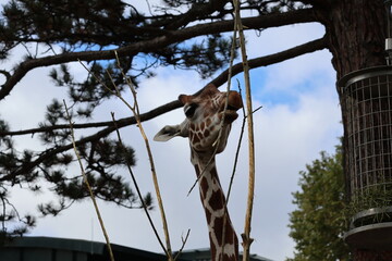 A photo of a gife is standing in a tree