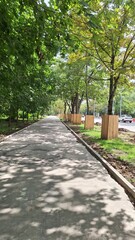 Sunny tree-lined pathway with dappled shadows in urban setting