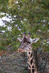 A photo of a gifet is looking at the camera