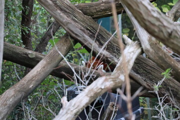 A photo of a bird is sitting on a branch in the woods