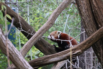 A photo of a red panda sitting in a tree branch