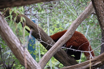 A photo of a red panda is sitting in a tree