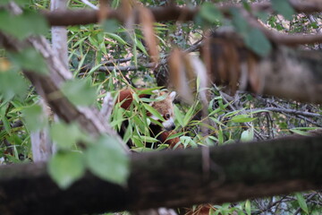 A photo of a red panda in a tree