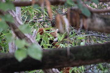 A photo of a red panda in a tree