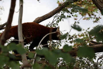 A photo of a red panda climbing on a tree branch