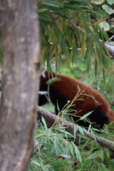 A photo of a red panda eating bamboo leaves in a tree