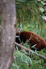 A photo of a red panda is eating some bamboo leaves