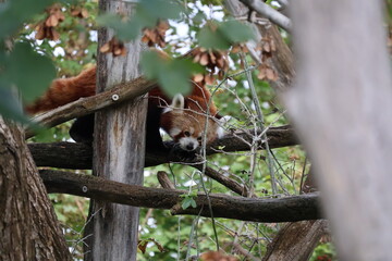 Fototapeta premium A photo of a red panda sleeping on a tree branch