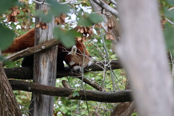 A photo of a red panda sleeping on a tree branch