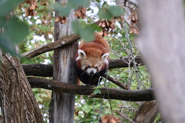 A photo of a red panda is sitting in a tree