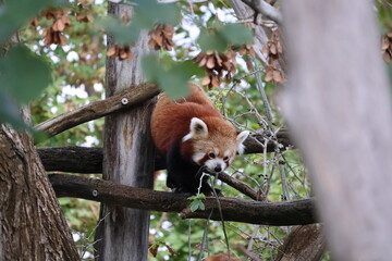 A photo of a red panda sitting on a tree branch