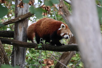 A photo of a red panda sitting on a tree branch