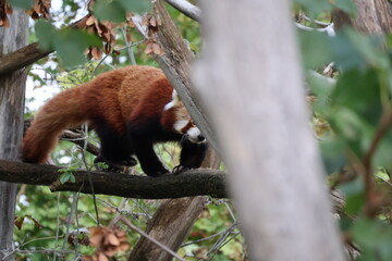 A photo of a red panda climbing on a tree branch