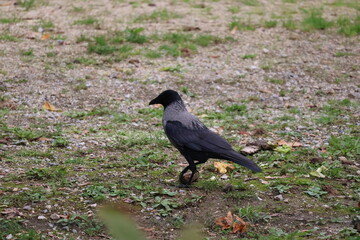 A photo of a black bird standing on the ground