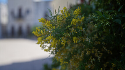 Detailed image of bright yellow flowers of the plant coronilla emerus, also known as shrubby scorpion-vetch, blooming in an outdoor setting in puglia, southern italy.