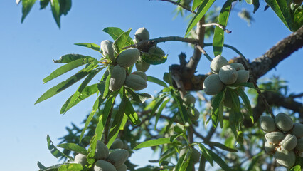 Close-up of almond tree branches with green almonds growing under the clear blue sky in puglia, italy.