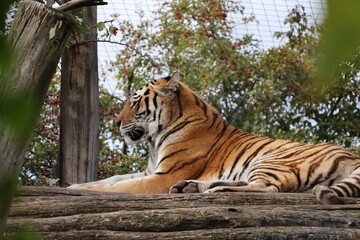 A photo of a tiger laying on a log