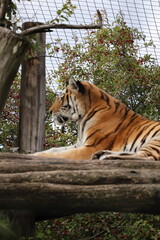 A photo of a tiger standing in front of a tree