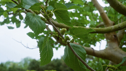 Fototapeta premium Close-up of a common mulberry tree morus alba branch with emerging fruits in puglia, italy, showcasing green leaves and unripe mulberries in an outdoor setting.