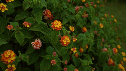 Lantana camara plants in vibrant bloom with red, yellow, and orange flowers outdoors in puglia, southern italy, displaying lush green foliage in a natural setting.