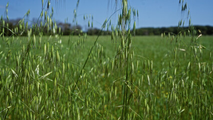 Close-up of wild oats avena sterilis in a lush, green field in puglia, italy, capturing the natural beauty of an outdoor agrarian landscape.