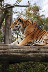 A photo of a tiger climbing on a tree branch