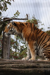 A photo of a tiger climbing a tree