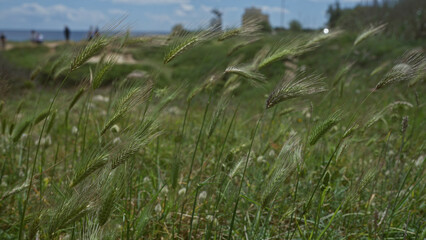 Wild barley plants swaying in the breeze with people walking in the background near the coast of puglia, italy, captured on a sunny day.