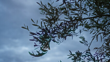 Olive tree branches against a dusky sky in puglia, italy, showcasing the natural beauty of the mediterranean landscape.