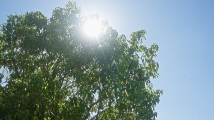 Bright sunlight streams through the lush green branches of a peach tree in puglia, italy against a clear blue sky.