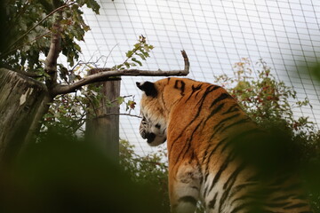 A photo of a tiger is standing in a tree