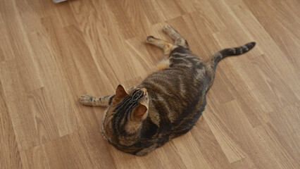 A tabby cat lies on a wooden floor in an indoor home setting.